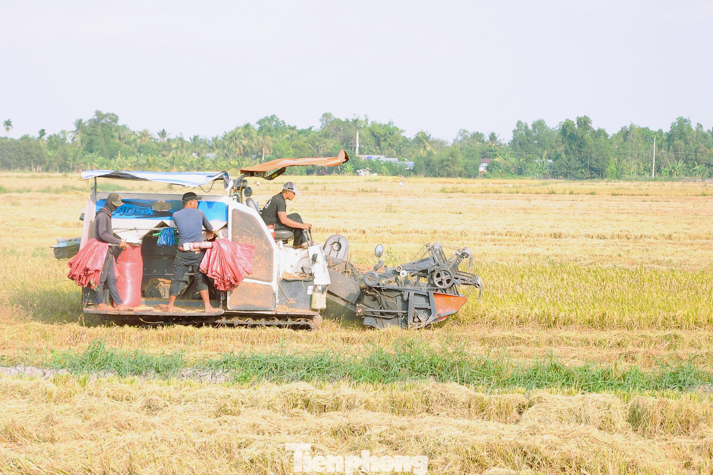 Năm 2022, vùng ĐBSCL sản xuất hơn 3,8 triệu ha lúa, năng suất đạt hơn 6,2 tấn/ha, sản lượng 23,7 triệu tấn. Ảnh: CK