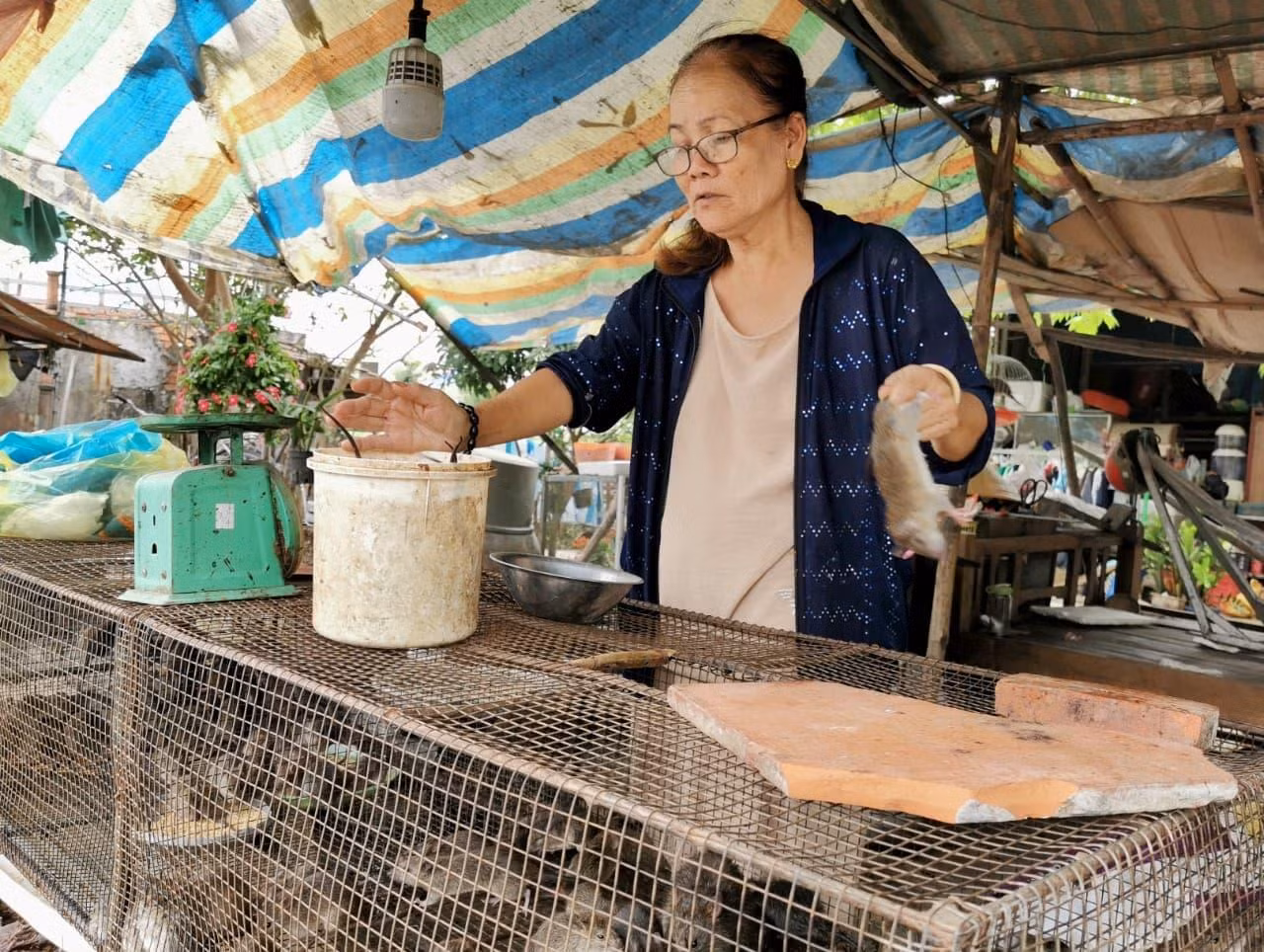 Theo bà Nguyễn Thị Mười, có thời điểm nguồn cung khan hiếm, giá chuột đồng lên mức 120.000 đồng/kg. Ảnh: CK