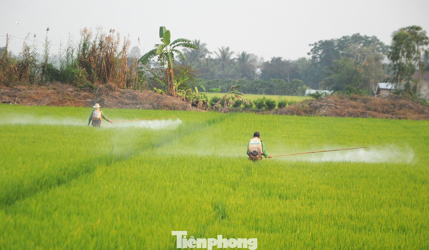 Phun thuốc cho lúa ở Đồng bằng sông Cửu Long. Ảnh: CK
