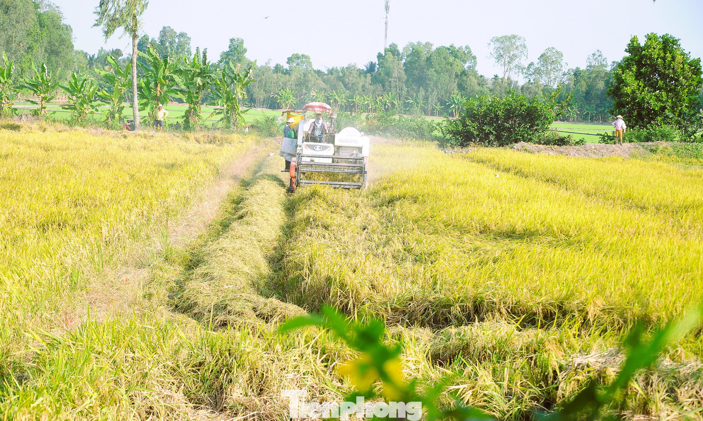 Thu hoạch lúa ở Hậu Giang. Ảnh: CK Thu hoạch lúa ở Hậu Giang. Ảnh: CK