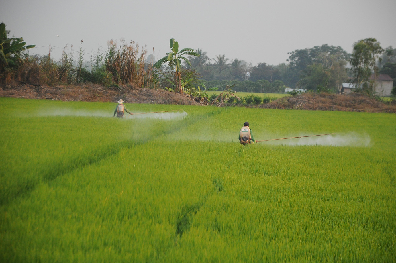 Phun thuốc cho lúa ở Hậu Giang. Ảnh: Cảnh Kỳ