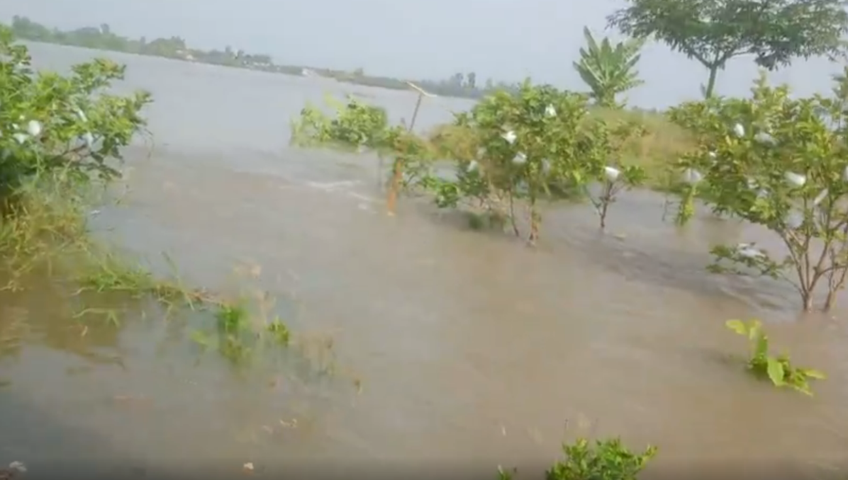 Vườn cây ăn trái chìm trong nước. Ảnh: PV