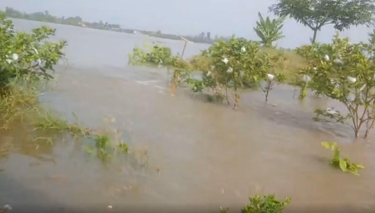 Vườn cây ăn trái chìm trong nước. Ảnh: PV