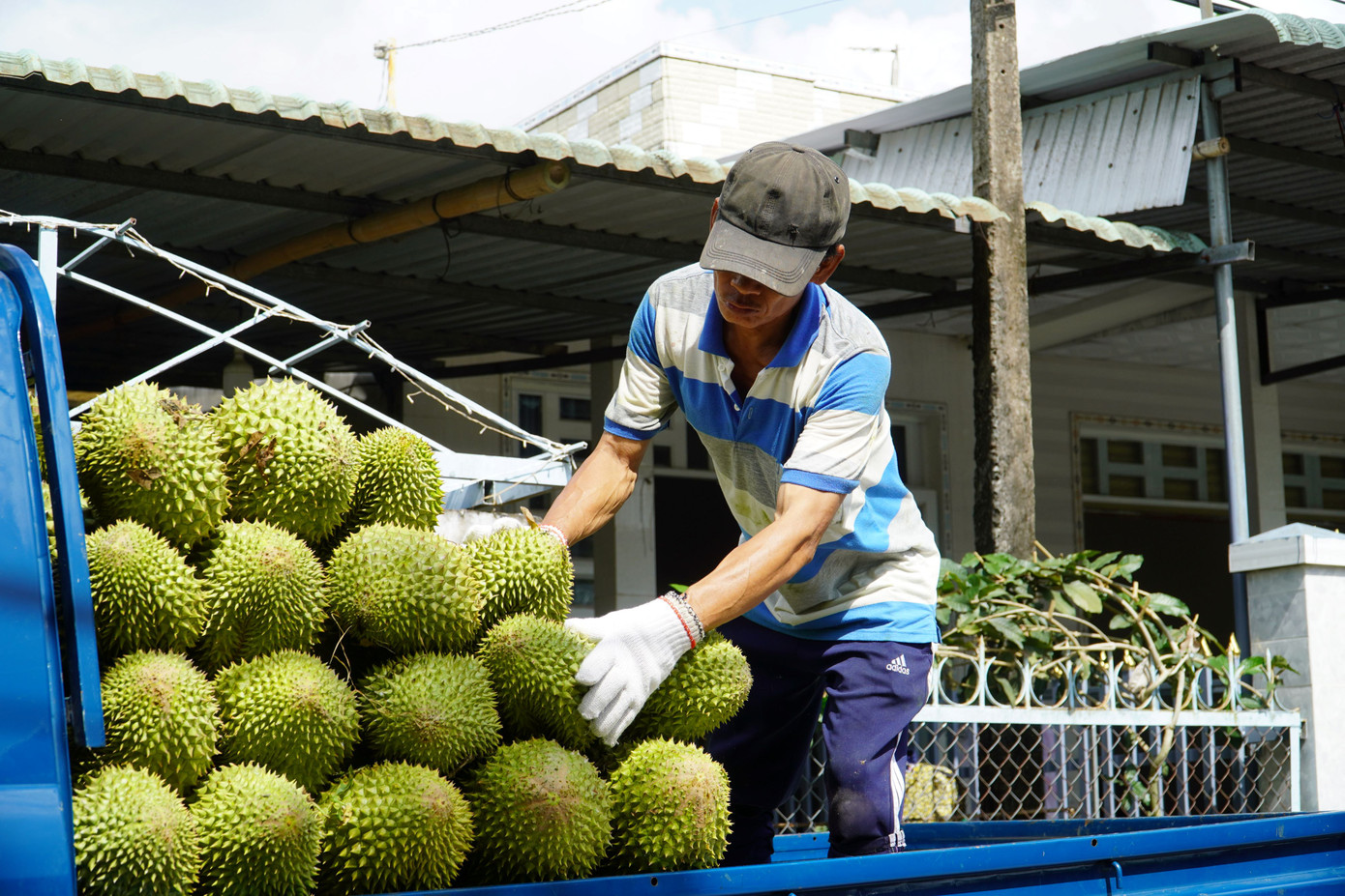 Mặt hàng tỷ đô sầu riêng năm nay gặp khó vì giá giảm sâu.
