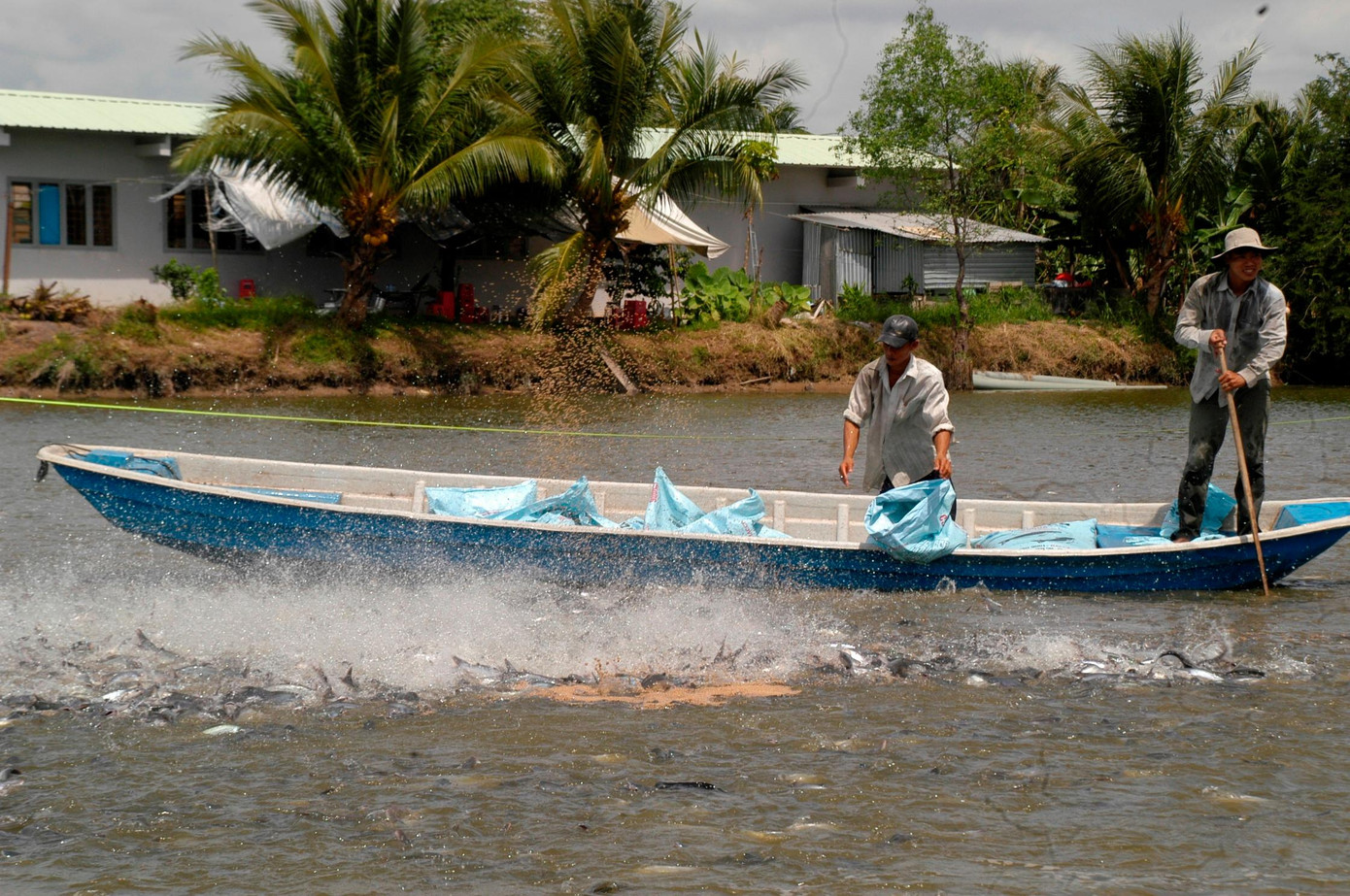 Nuôi cá tra ở ĐBSCL. Ảnh: Cảnh Kỳ