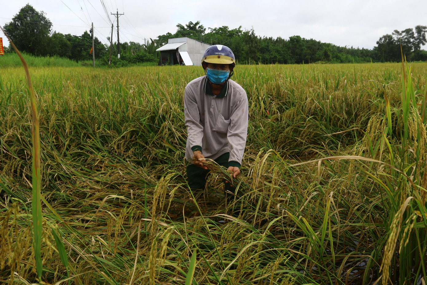 Lúa tại huyện Long Mỹ (Hậu Giang) bị đổ ngã do mưa. Ảnh: H.P