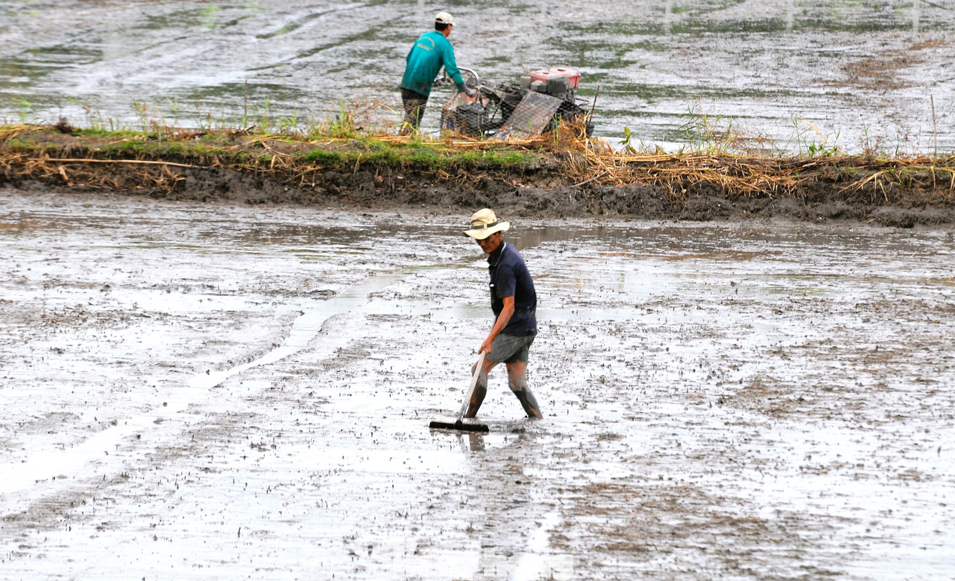 Khi hết vụ Thu Đông, đồng ruộng lại sôi động với vụ Đông Xuân, cũng là vụ chính, cho sản lượng và chất lượng lúa tốt nhất trong năm.