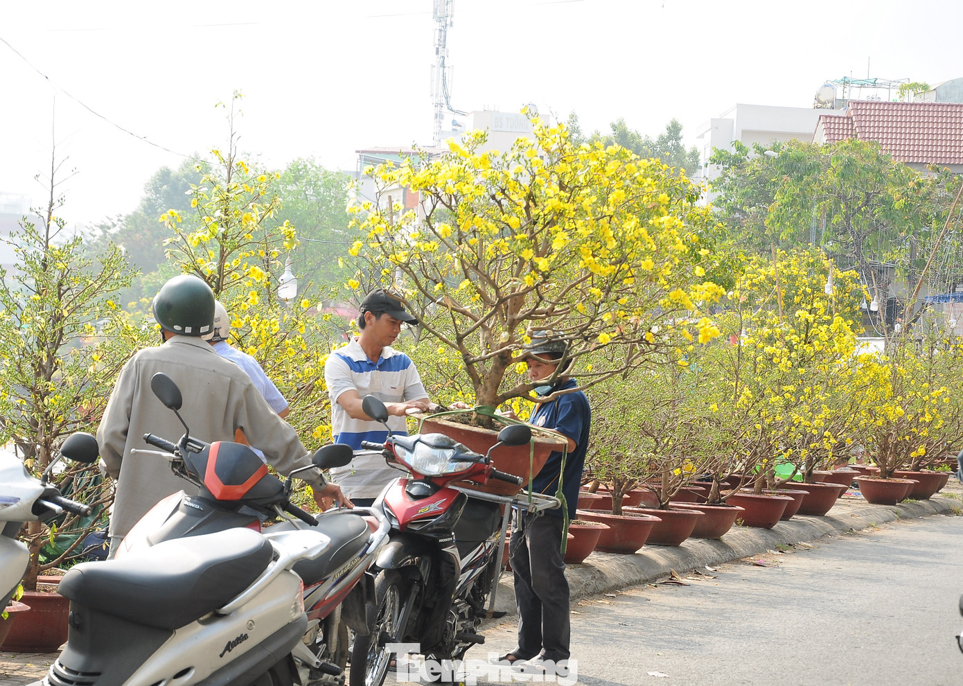 Bên cạnh số ít người chọn những cây "xứng tầm", đa phần khách hàng chọn phân khúc bình dân, cây nhỏ, giá thấp cho có không khí Tết.