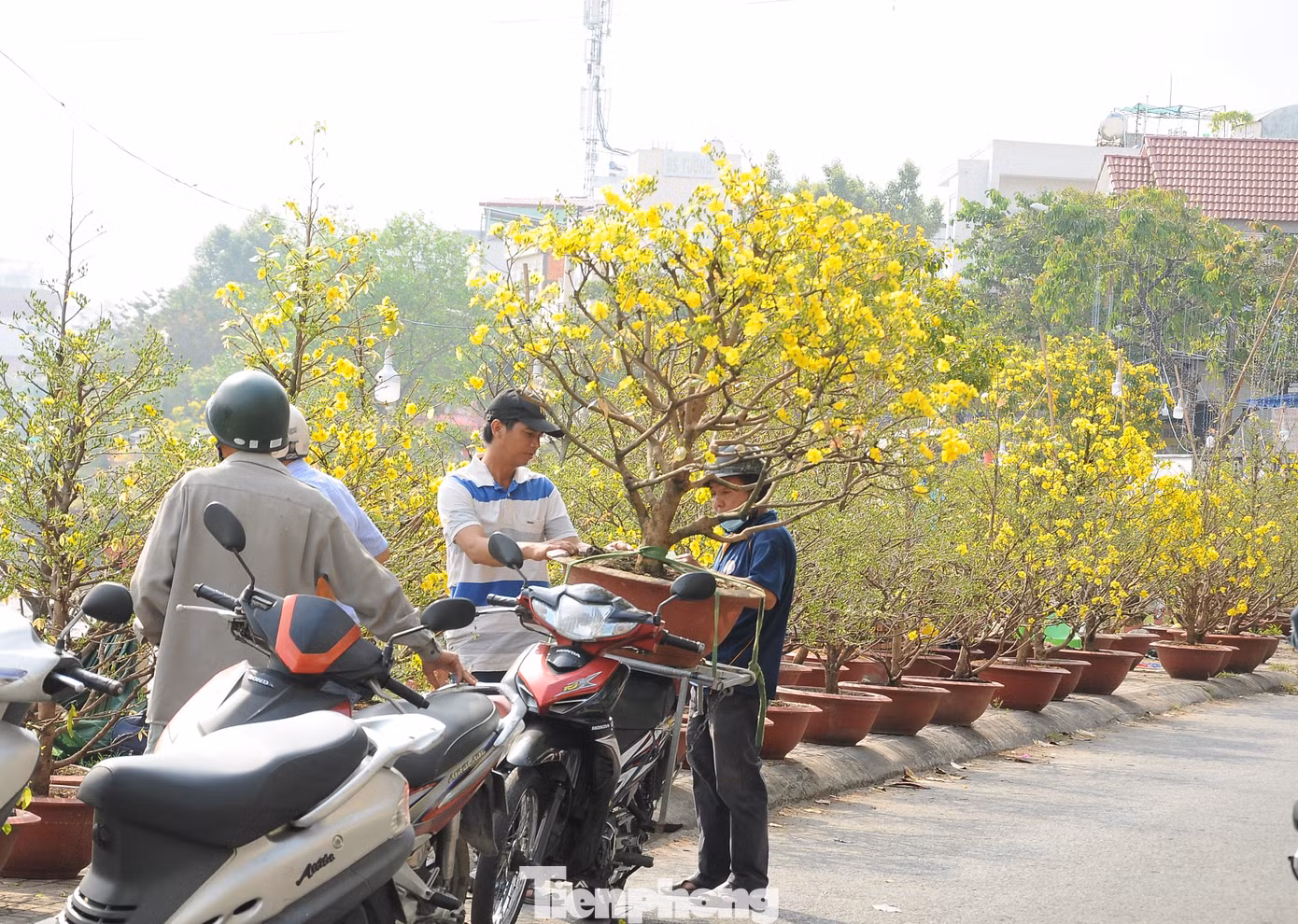 Bên cạnh số ít người chọn những cây "xứng tầm", đa phần khách hàng chọn phân khúc bình dân, cây nhỏ, giá thấp cho có không khí Tết.