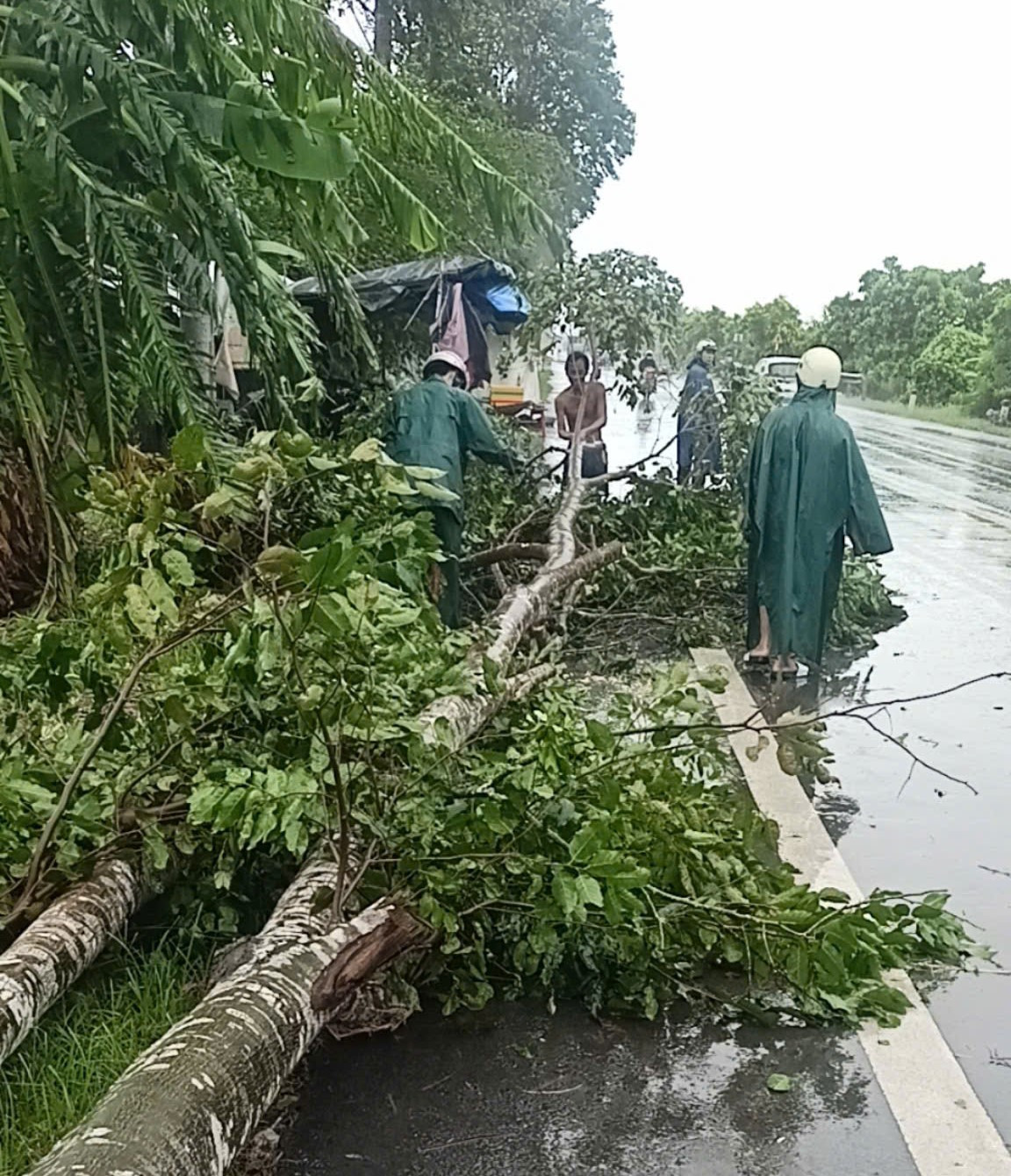 Nhiều cây xanh ngã đổ do gió lớn.