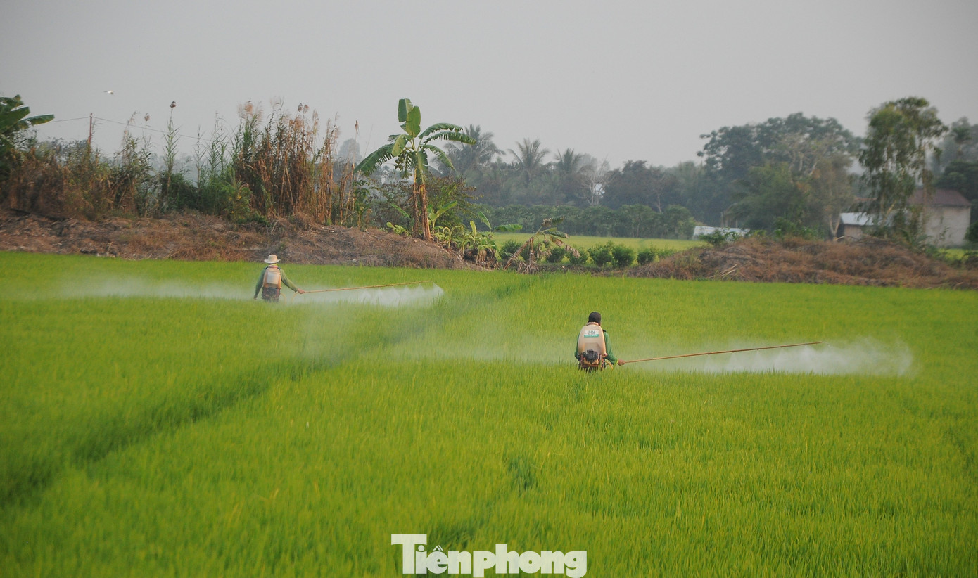 Tình trạng lạm dụng thuốc BVTV, dùng sai kỹ thuật... dẫn đến nhiều hệ lụy. Ảnh: CK.