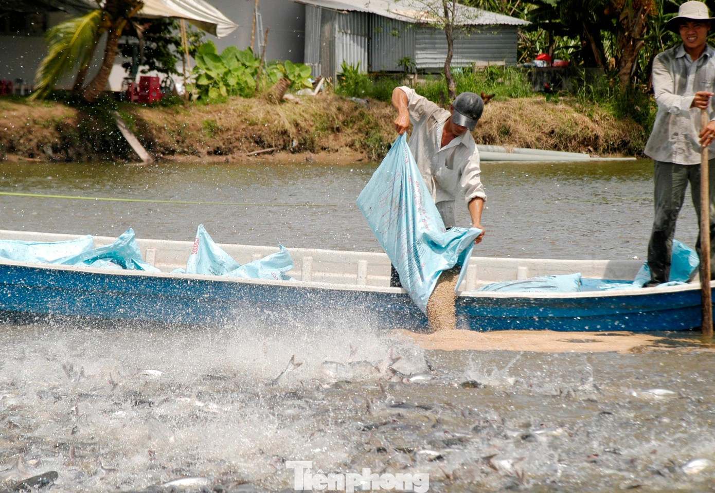 Nuôi cá tra ở ĐBSCL. Ảnh: Cảnh Kỳ Nuôi cá tra ở ĐBSCL. Ảnh: Cảnh Kỳ