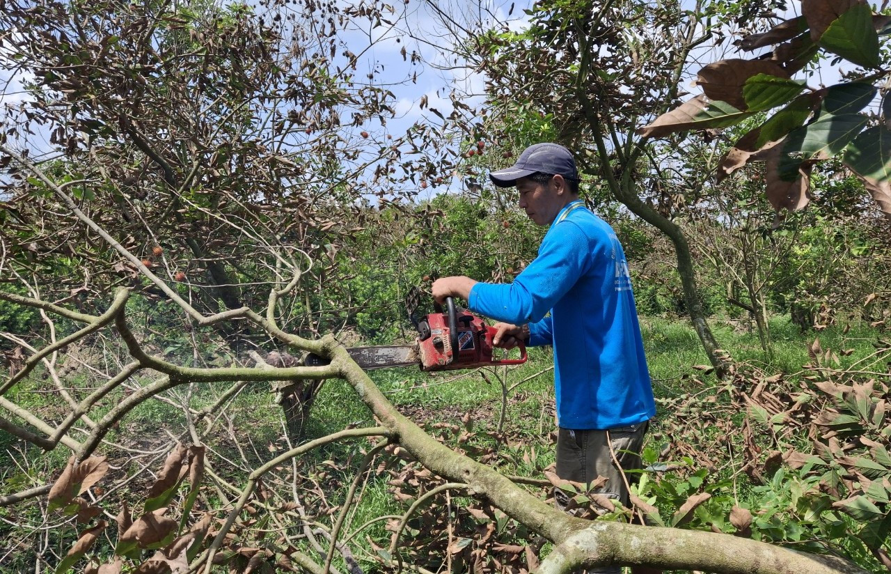 Người dân cưa bỏ những cây chôm chôm bị chết. Ảnh: T.Q