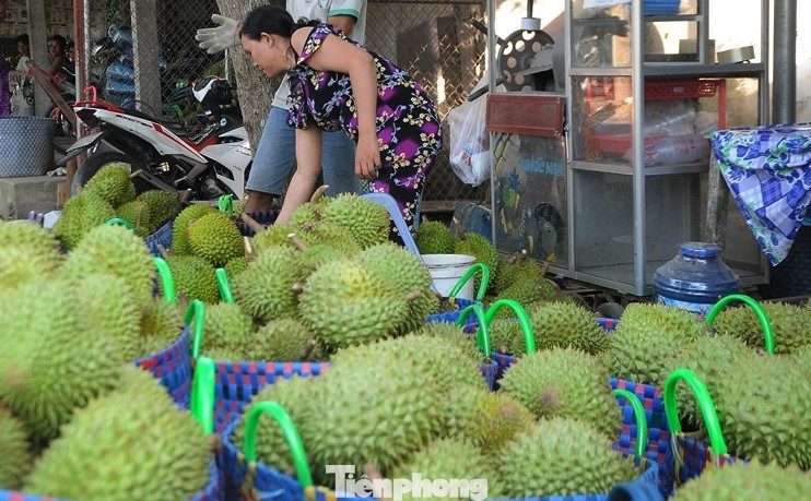 Xuất khẩu sầu riêng những tháng đầu năm 2025 giảm sâu. Ảnh: CK. Xuất khẩu sầu riêng những tháng đầu năm 2025 giảm sâu. Ảnh: CK.