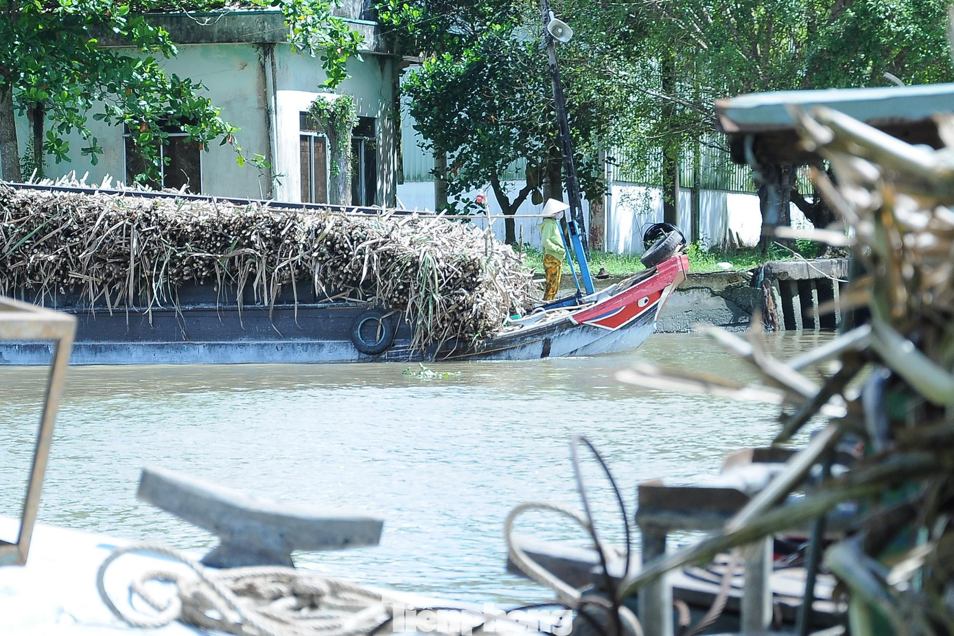 Một ghe mía cập bến trưa 28/11.