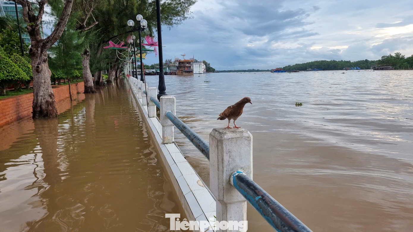Năm nay, các đợt triều cường mực nước sông tại Cần Thơ cao hơn trung bình nhiều năm do nước lũ về khu vực Đồng bằng sông Cửu Long cao hơn các năm trước, kết hợp với thủy triều gây ngập úng nhiều nơi.