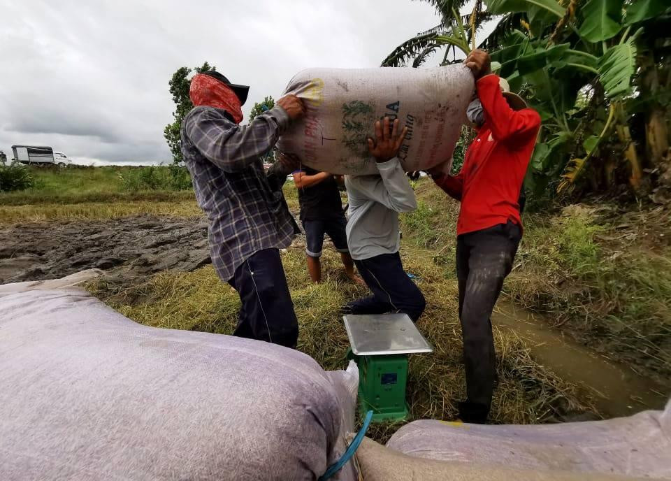 Thu hoạch lúa Thu Đông 2021 tại Cần Thơ. Thu hoạch lúa Thu Đông 2021 tại Cần Thơ.