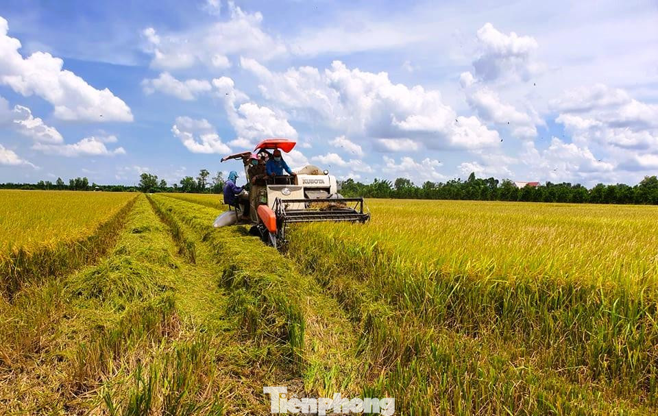 Thu hoạch lúa tại ĐBSCL. Ảnh: CK