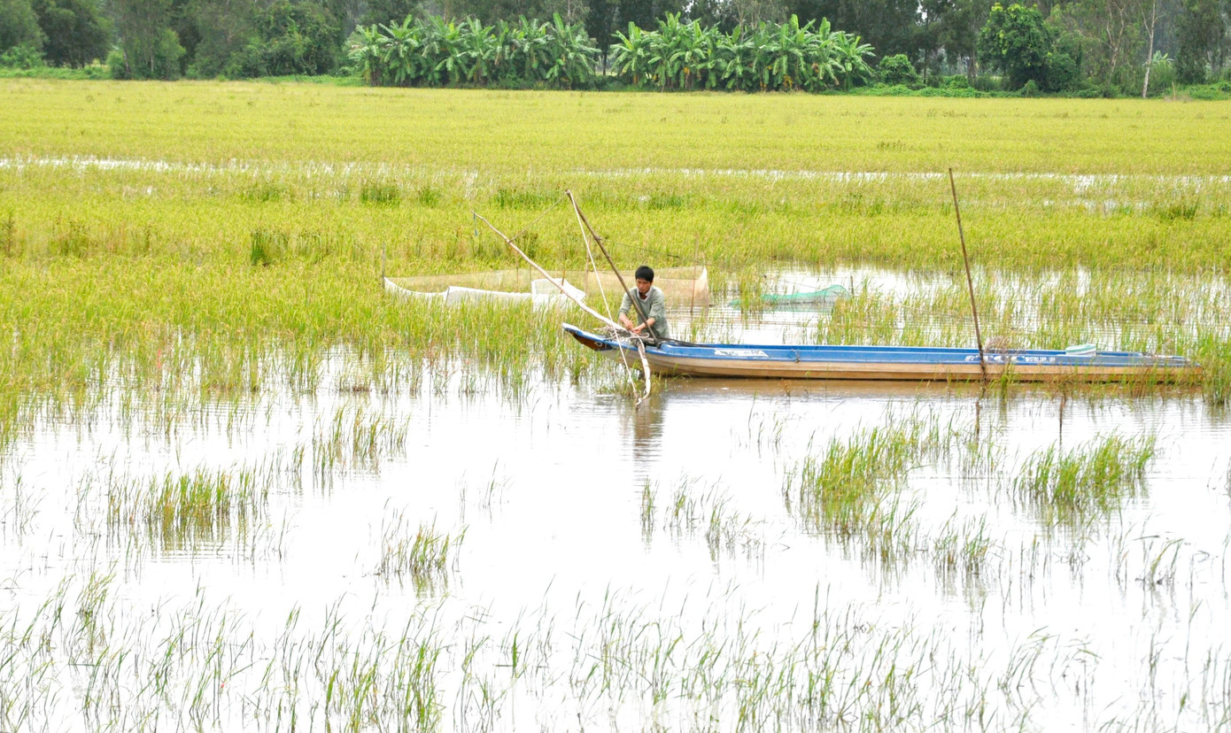 Vụ Thu Đông năm nay, tỉnh Hậu Giang chỉ xuống giống 35.000 ha, chưa bằng một nửa so với vụ Hè Thu trước đó và cũng giảm hàng nghìn ha so với vụ Thu Đông năm trước. Những cánh đồng bỏ sản xuất lúa vụ 3, người dân chuyển sang mưu sinh bằng đánh bắt thủy sản.