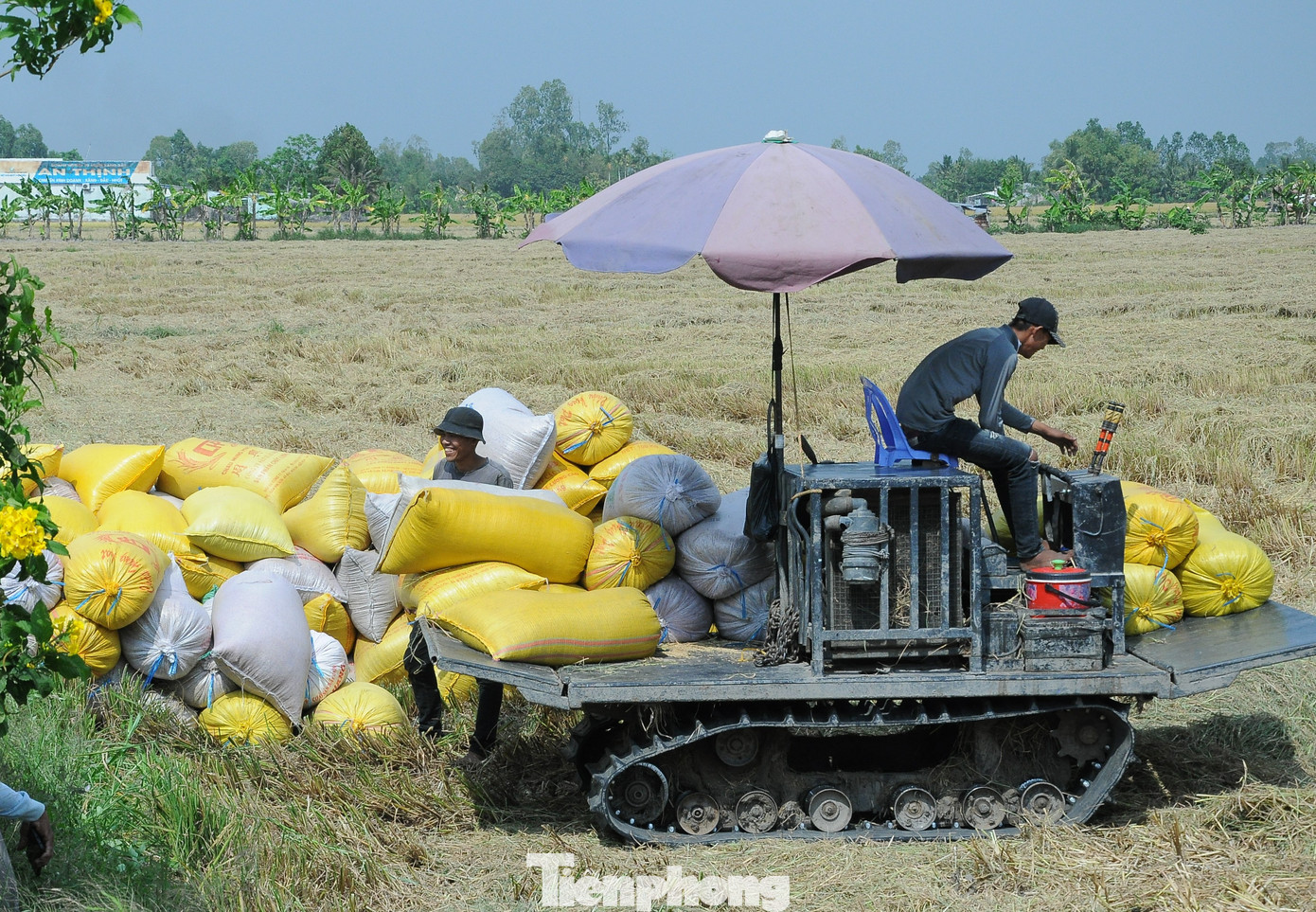 TP. Cần Thơ có diện tích trồng lúa khoảng 75.000ha, hàng năm sản xuất hơn 1,3 triệu tấn lúa. (Ảnh: CK). TP. Cần Thơ có diện tích trồng lúa khoảng 75.000ha, hàng năm sản xuất hơn 1,3 triệu tấn lúa. (Ảnh: CK).