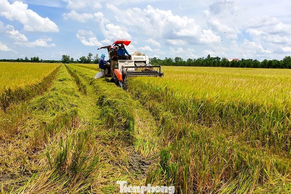 Đến năm 2030, diện tích canh tác vùng chuyên canh lúa chất lượng cao và phát thải thấp đạt 1 triệu ha. Ảnh: CK.