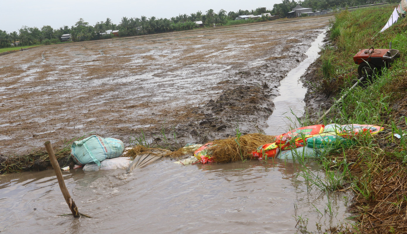 Bên cạnh lúa hè thu, nhiều nông dân mới xuống giống lúa thu đông cũng đứng ngồi không yên vì mưa dầm.