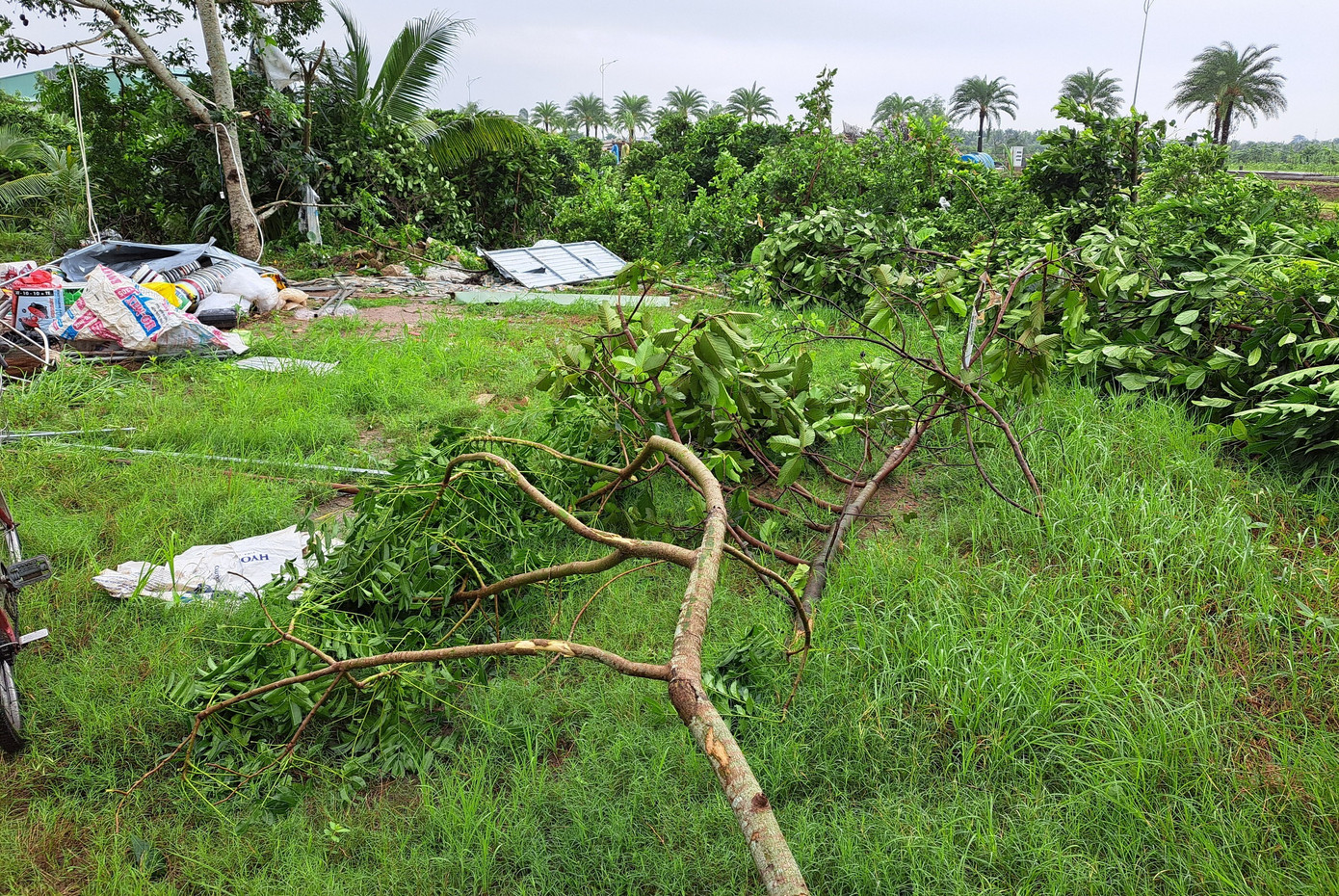 Cây cối ngã đổ.