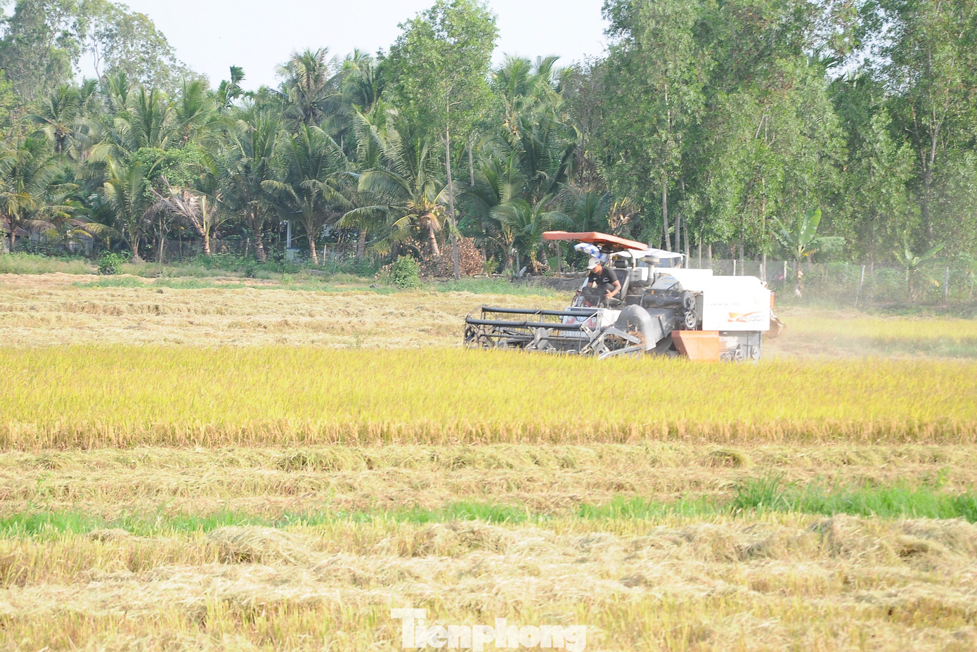 Thu hoạch lúa ở Hậu Giang (Ảnh: CK).