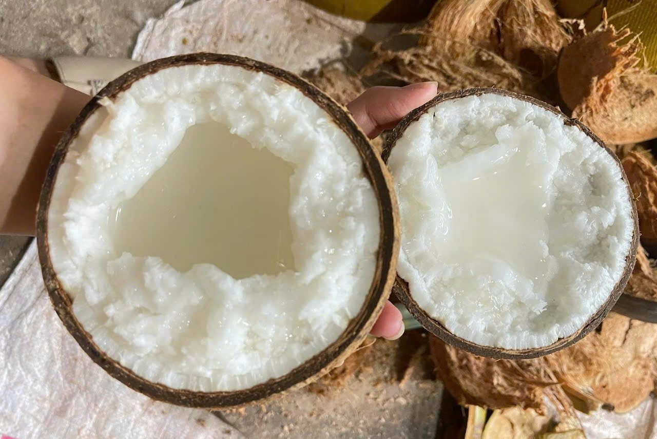 Dừa sáp Trà Vinh. Dừa sáp Trà Vinh.