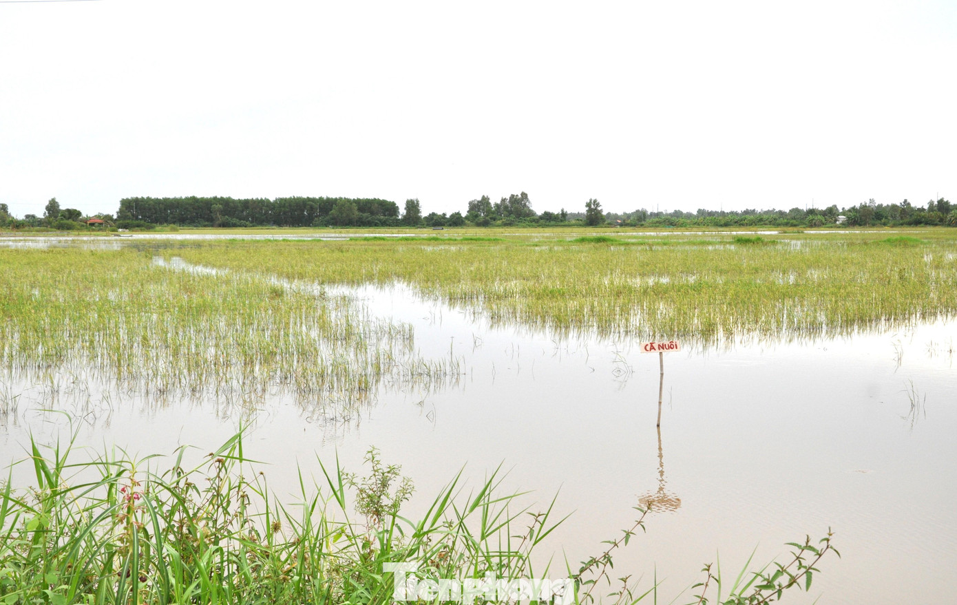 Sau khi thu hoạch lúa Hè Thu, nhiều cánh đồng tại Hậu Giang trở thành "ao" nuôi cá.