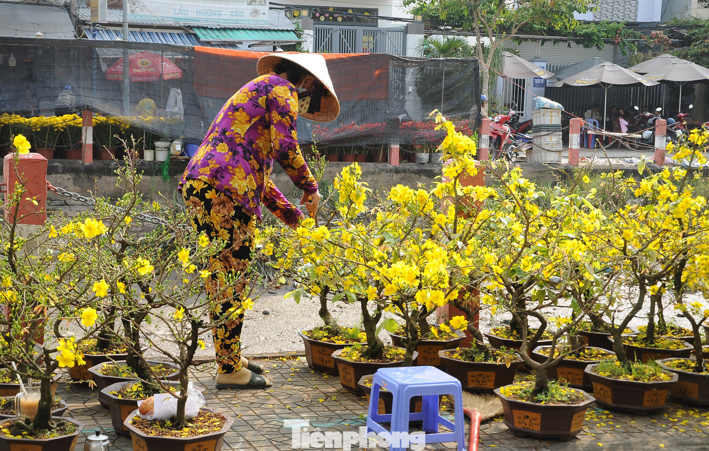 Một chủ lô mai nhàn rỗi tranh thủ tỉa hoa.