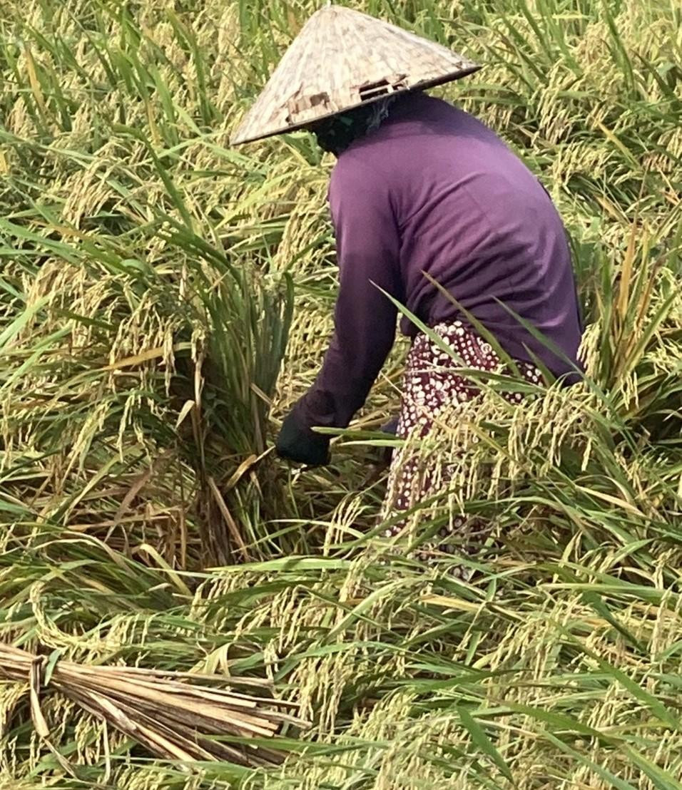 Người dân phải buộc từng bó nhỏ để hạn chế lúa lên mộng do ngâm nước. Người dân phải buộc từng bó nhỏ để hạn chế lúa lên mộng do ngâm nước.