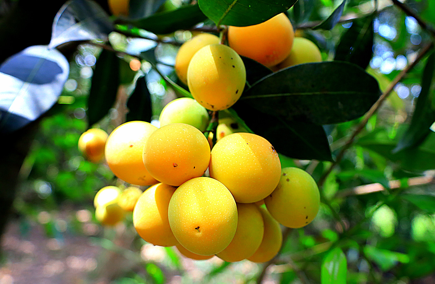 Cùng với bưởi Năm Roi, thanh trà là đặc sản của thị xã Bình Minh. Cùng với bưởi Năm Roi, thanh trà là đặc sản của thị xã Bình Minh.