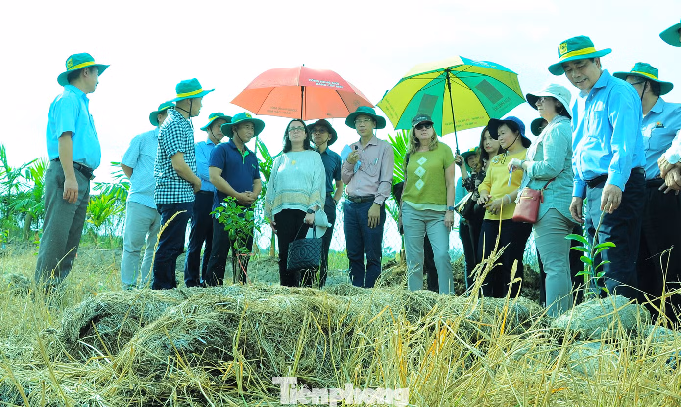 Đoàn công tác Ngân hàng Thế giới, Viện Nghiên cứu lúa gạo quốc tế thăm mô hình nông nghiệp tuần hoàn ở Cần Thơ. Ảnh: CK.