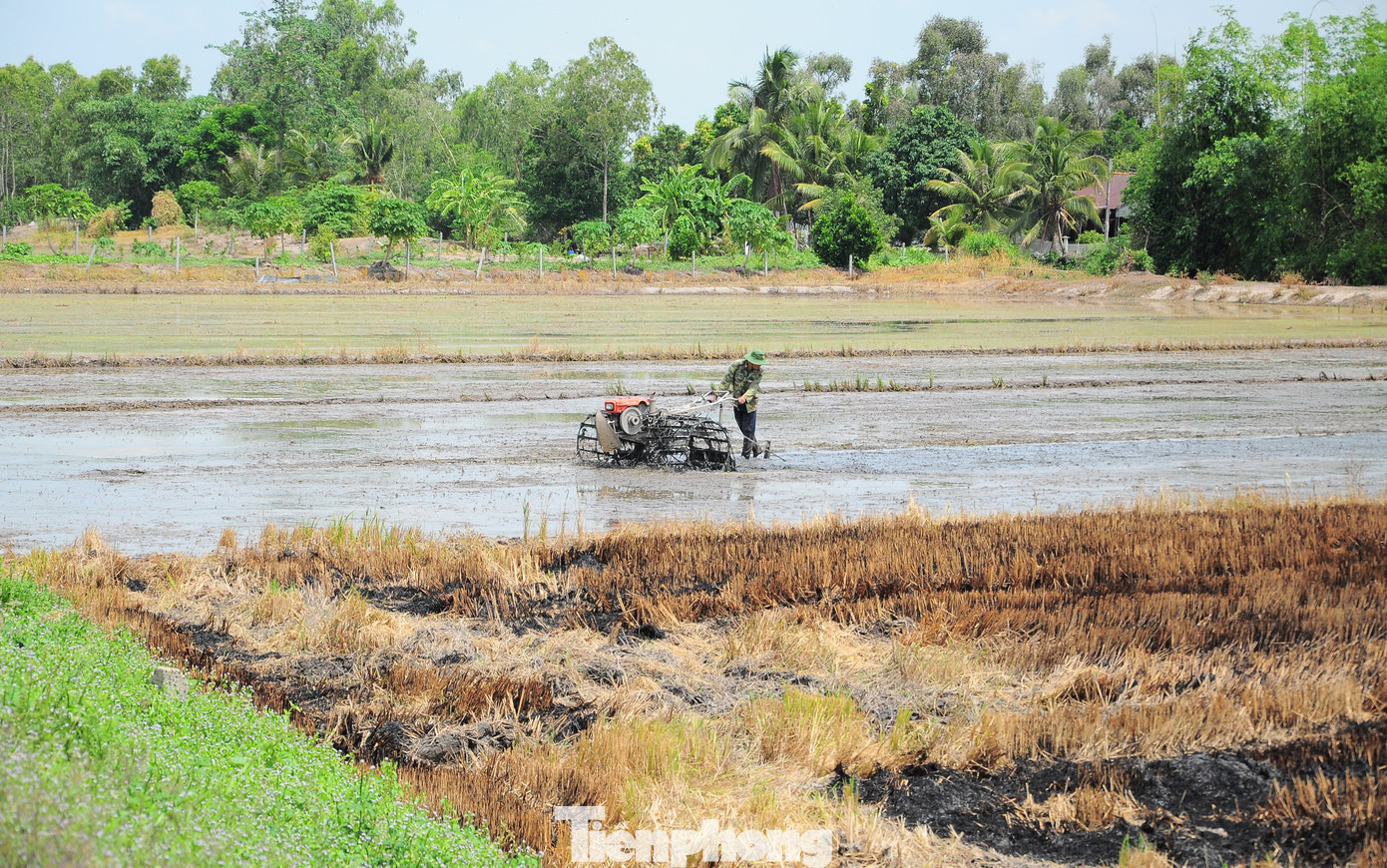 Đốt rơm rạ là tập quán phổ biến trong canh tác lúa. Ảnh: CK. Đốt rơm rạ là tập quán phổ biến trong canh tác lúa. Ảnh: CK.