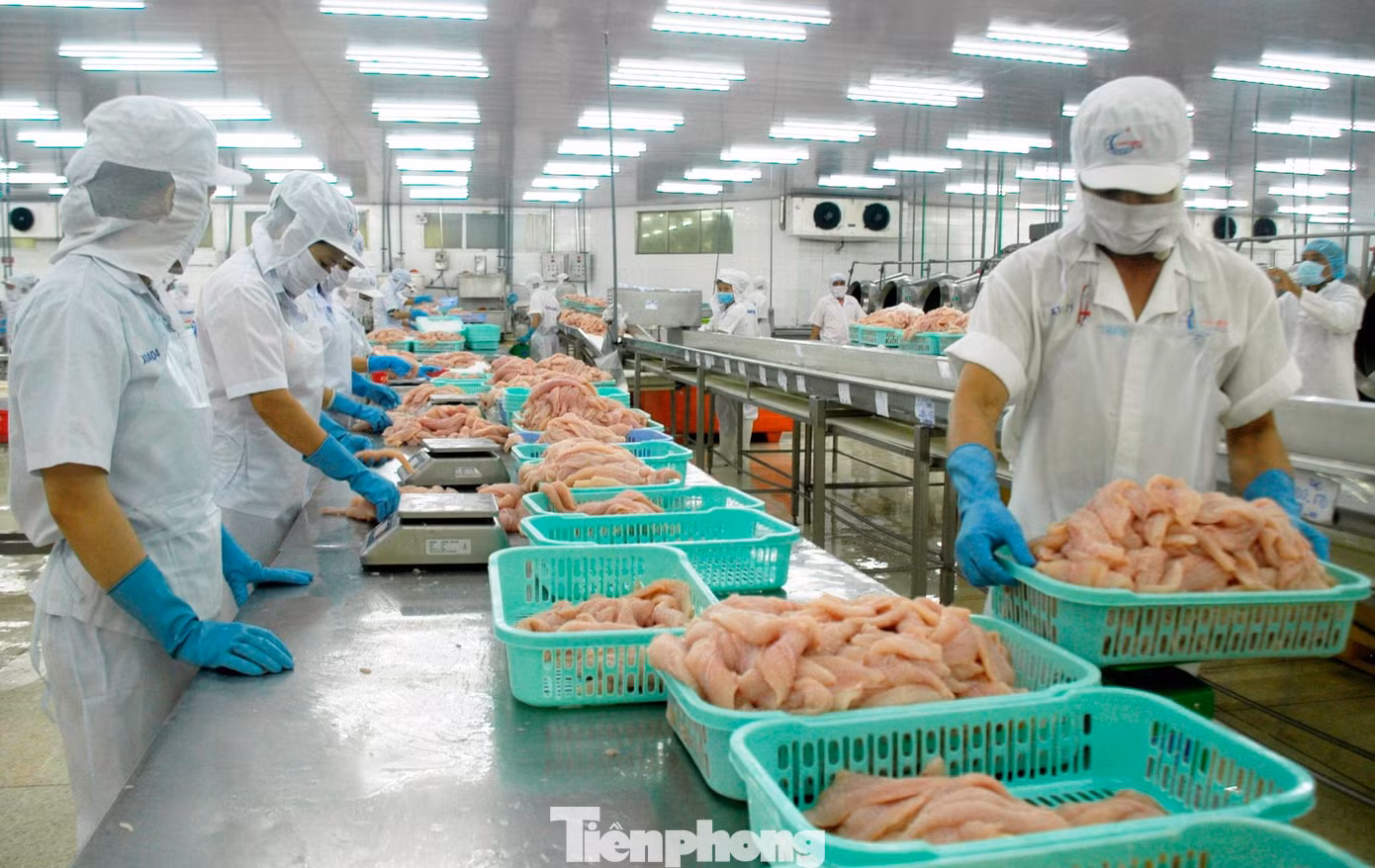 Chế biến cá tra xuất khẩu. Ảnh: CK