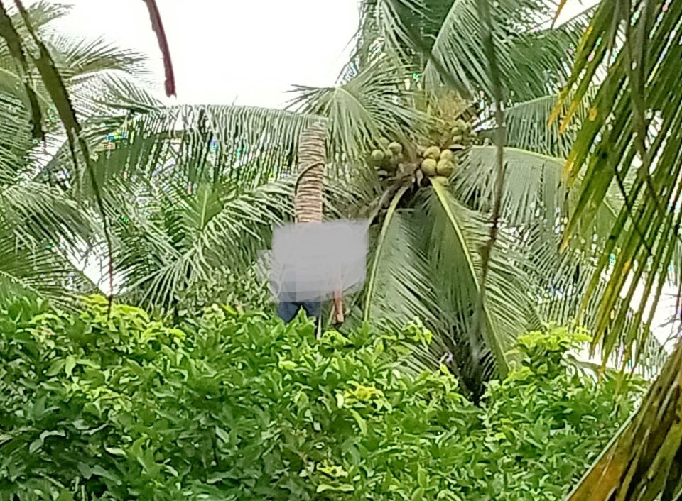 Người đàn ông tử vong treo lơ lửng trên cây. Người đàn ông tử vong treo lơ lửng trên cây.