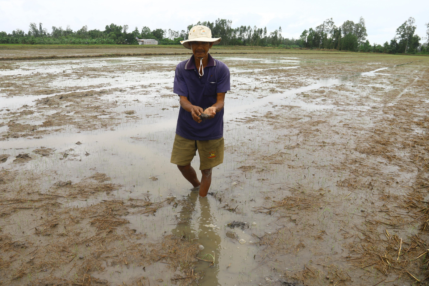 Lúa Thu Đông mới xuống bị ngập hàng trăm ha, thiệt hại từ 40-50%. Lúa Thu Đông mới xuống bị ngập hàng trăm ha, thiệt hại từ 40-50%.