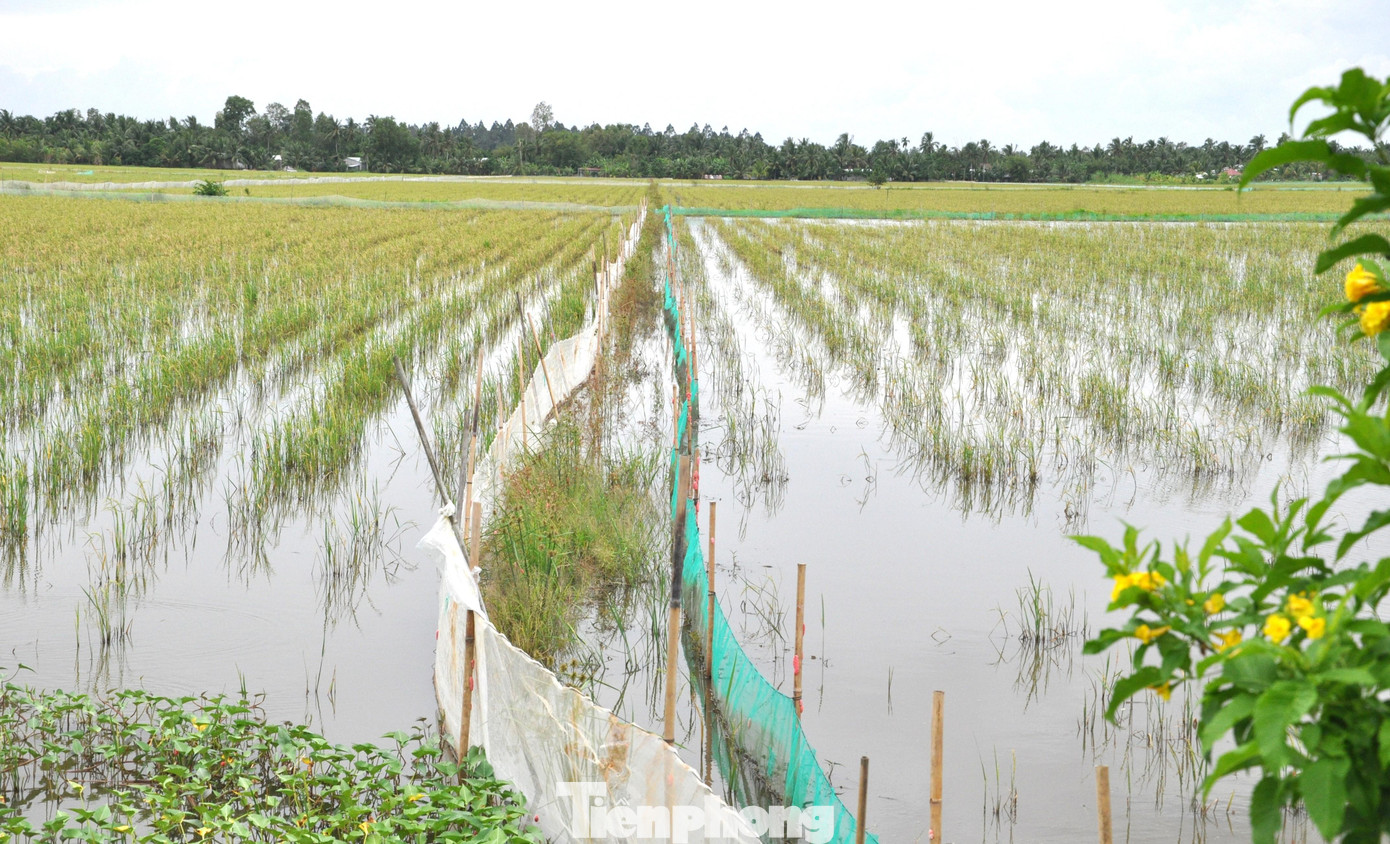 Các ruộng lúa được vây lưới, thả cá. Đây cũng là cách nuôi cá tự nhiên, không cần tốn thức ăn. Sau 2-3 tháng, khi nước rút, người dân thu hoạch cá để sản xuất vụ Đông Xuân.