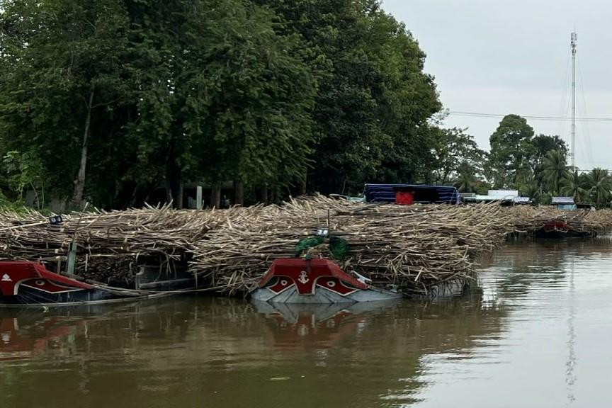 Mía tập kết chờ Nhà máy đường Phụng Hiệp tiếp nhận. Mía tập kết chờ Nhà máy đường Phụng Hiệp tiếp nhận.