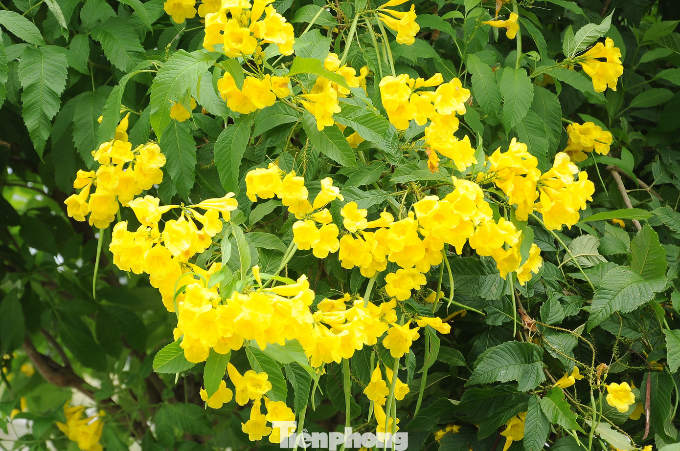 Không chỉ mang trên mình vẻ đẹp rực rỡ, loài hoa này còn ẩn chứa nhiều ý nghĩa tốt lành.