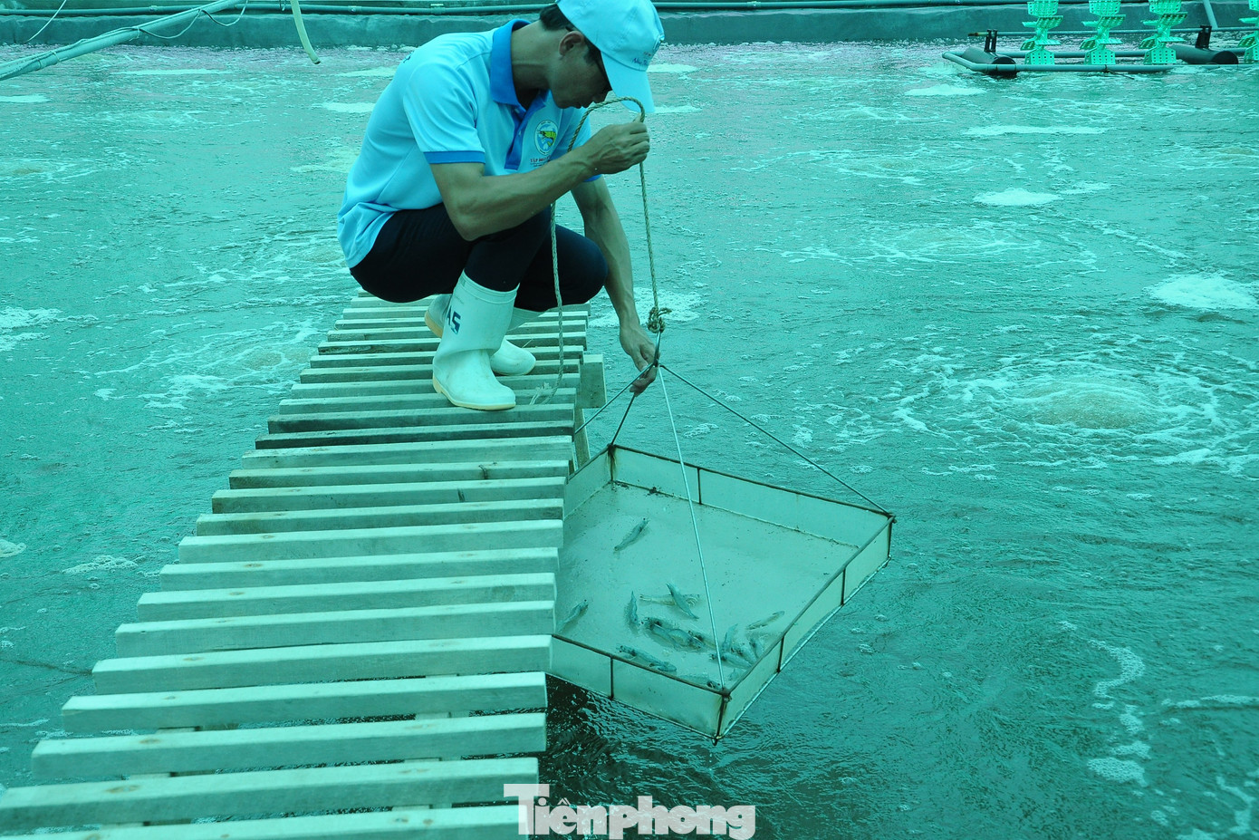 Nuôi tôm công nghệ cao tại Bạc Liêu (Ảnh: CK).