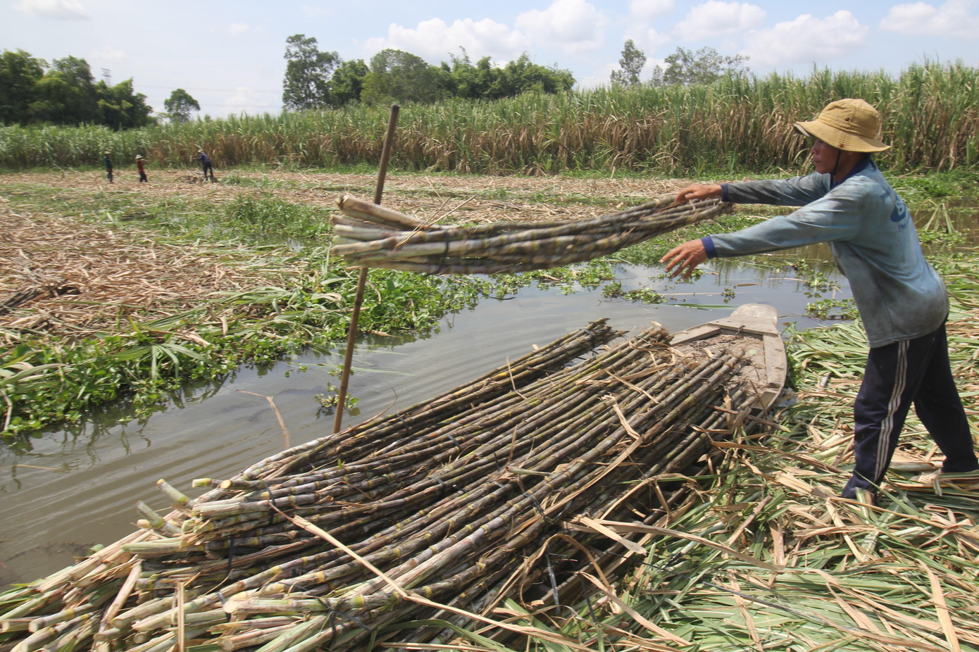 Hậu Giang là địa phương có diện tích mía hàng đầu tại miền Tây nhưng những năm gần đây đã giảm đáng kể. Hậu Giang là địa phương có diện tích mía hàng đầu tại miền Tây nhưng những năm gần đây đã giảm đáng kể.