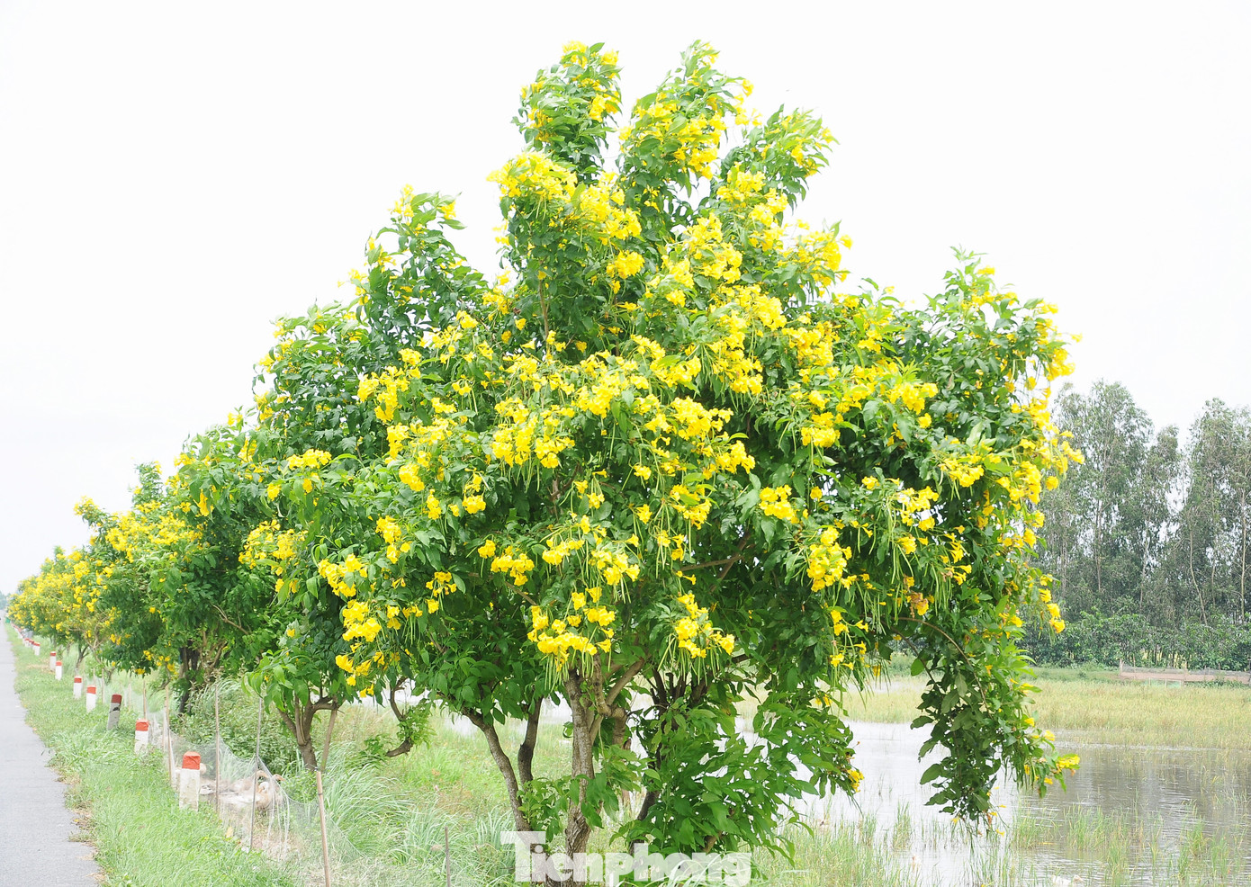 Hai bên tuyến đường này, nhất là đoạn qua huyện Châu Thành A và huyện Vị Thủy, tỉnh Hậu Giang, được nhuộm vàng bởi hoa hoàng yến.