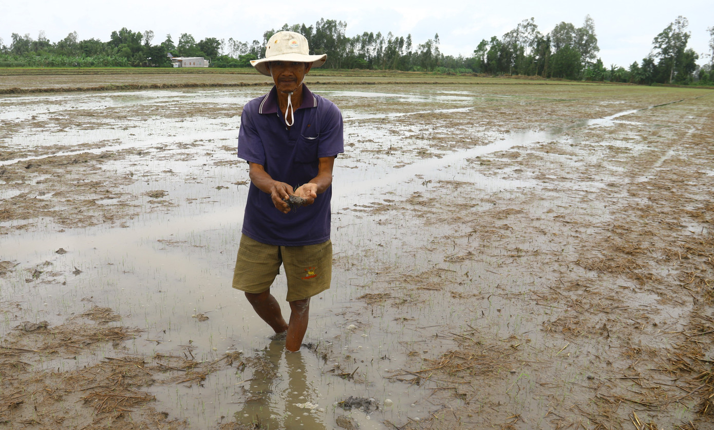 Đã có hơn 1.100ha lúa thu đông mới xuống giống bị ngập úng, thiệt hại. Ngoài ra, nông dân đang chủ động bơm nước thoát úng cho lúa giai đoạn mạ.