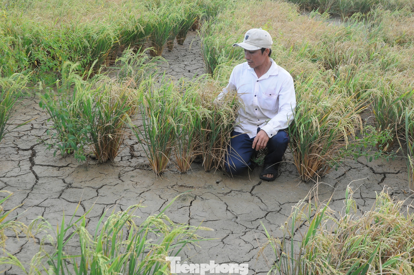 Ngành chức năng khuyến cáo vùng ven biển xuống giống sớm để né mặn. Ảnh: Cảnh Kỳ