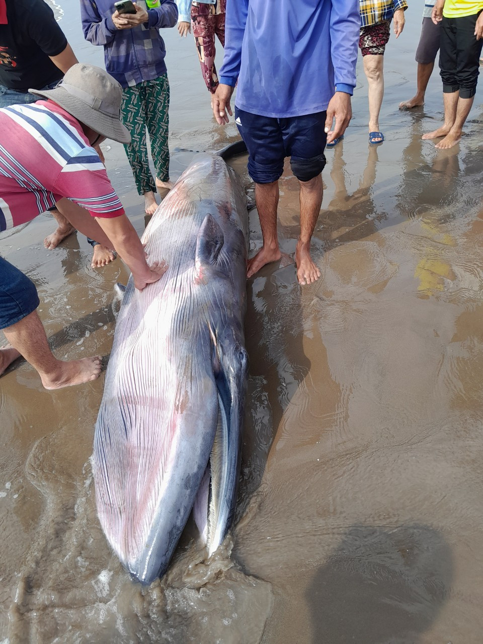 Cá ông nặng khoảng 300kg dạt vào bờ biển Trà Vinh.