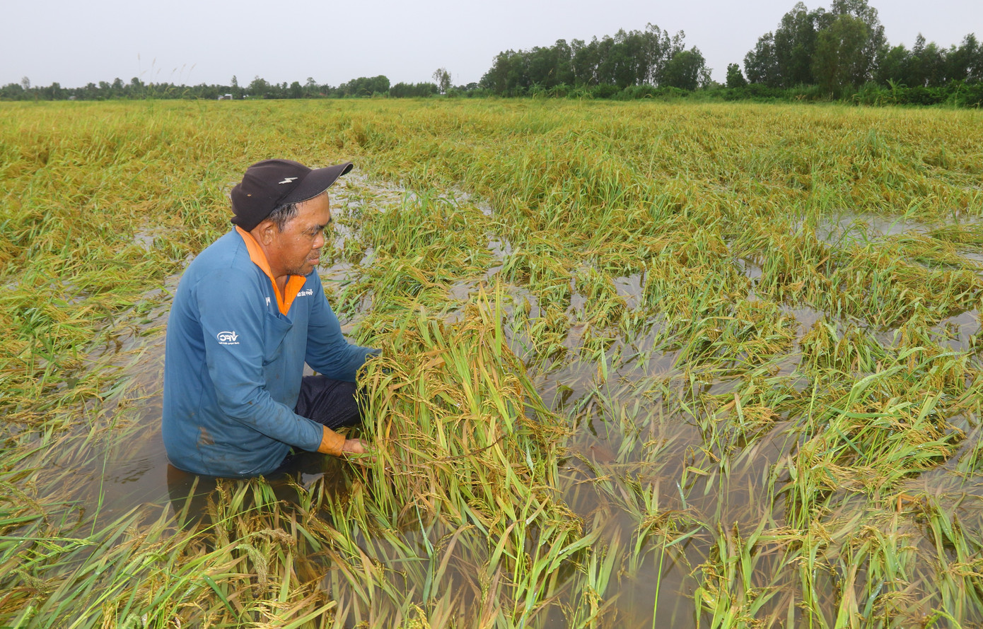 Hơn 1ha lúa hè thu của ông Hứa Văn Nhánh (ấp 5, xã Vị Thanh, huyện Vị Thủy, tỉnh Hậu Giang) bị ngập trong nước nhiều ngày qua.