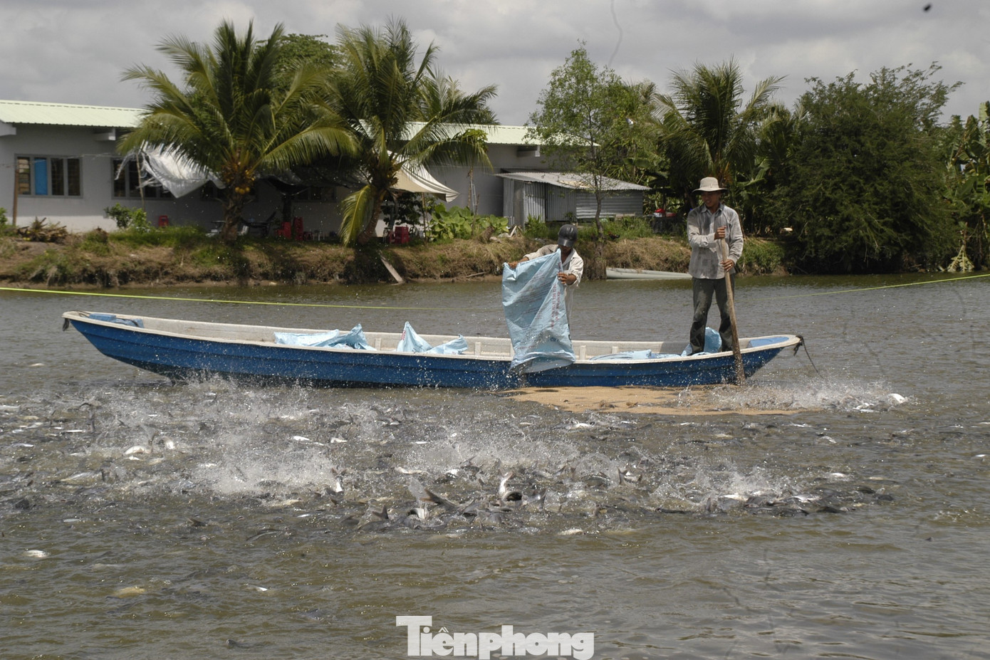 Nuôi cá tra ở ĐBSCL. Ảnh: Cảnh Kỳ Nuôi cá tra ở ĐBSCL. Ảnh: Cảnh Kỳ