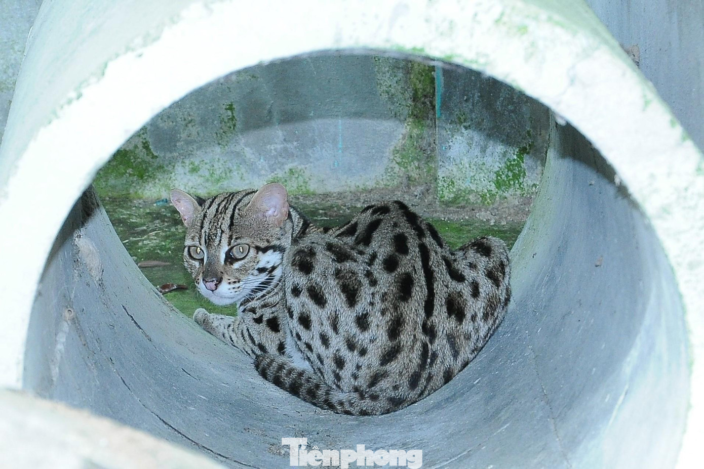 Mèo báo, loài bị đe dọa tuyệt chủng ở mức nguy cấp EN (Sách Đỏ Việt Nam).